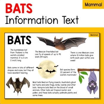 蝙蝠飛到家裡|蝙蝠資訊站 Bats information about Taiwan